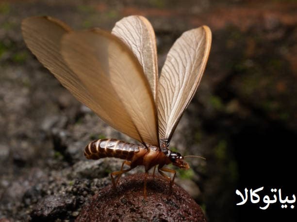 از بین بردن موریانه ها